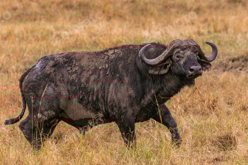 Preview: African Buffalo Wildlife Wild Animals Sub Saharan Bovine Kenya East Africa