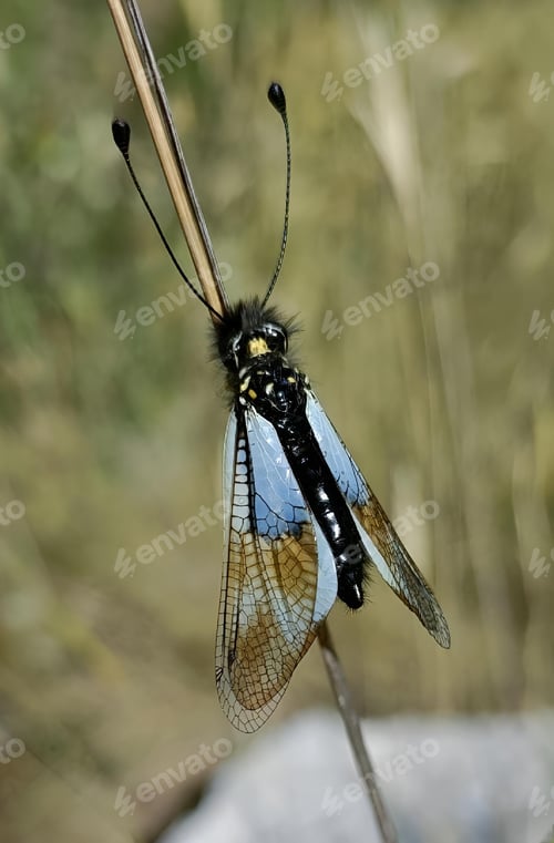 Preview: a butterfly sits on a small stick with grass in the background