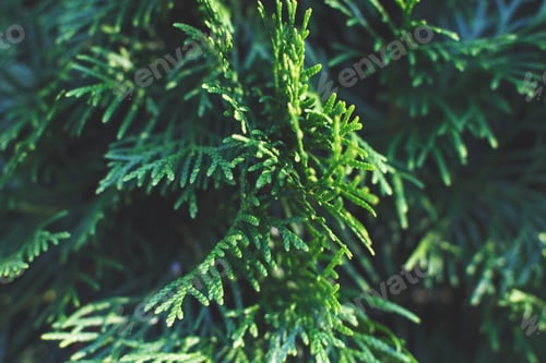 Preview: a thuja close up. thuja branch background