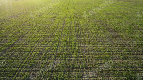 Preview: Top view of green country field with row lines, agriculture concept. Shot. Aerial view of beautiful