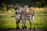 Preview: Zebra (Equus quagga) at El Karama Ranch, Laikipia County, Kenya