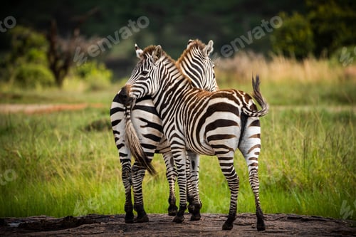 Preview: Zebra (Equus quagga) at El Karama Ranch, Laikipia County, Kenya