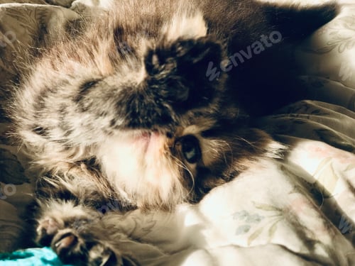 Preview: Scottish fold and Scottish straight kittens at home playing on a sofa.