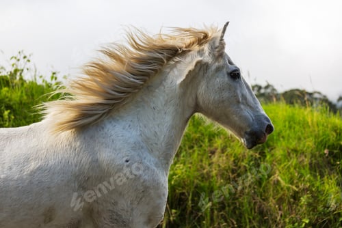 Preview: Horse