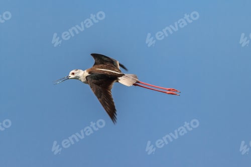 Preview: black winged stilt
