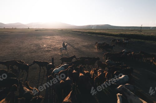 Preview: Cowboy is herdng wild horses during sunset with copy soace.