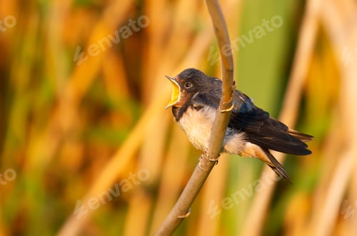 Preview: Barn swallow, Hirundo rustica. A young bird opens its beak wide and asks its parents to feed it