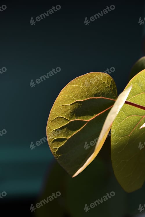 Preview: leaf