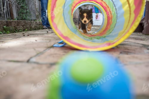 Preview: Young dog walking through child's play tunnel