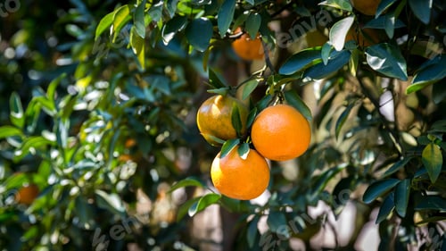 Preview: Ripe and fresh oranges hanging on branch,