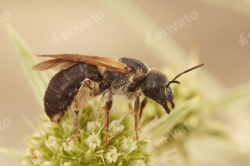Preview: Macro shot of Furrow bee female on a watling street thistle