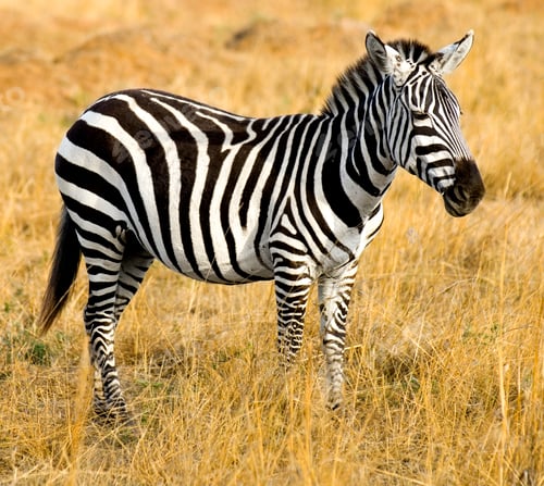 Preview: Zebra