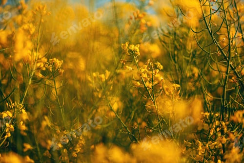 Preview: Oilseed rape organic crops in bloom