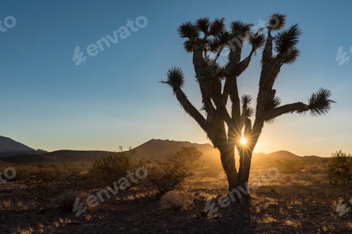 Preview: USA, Nevada, Joshua Tree at sunrise