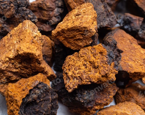 Preview: pieces of chaga close-up. macro
