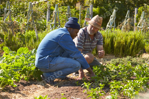 Preview: Two Men Working Together On Community Allotment