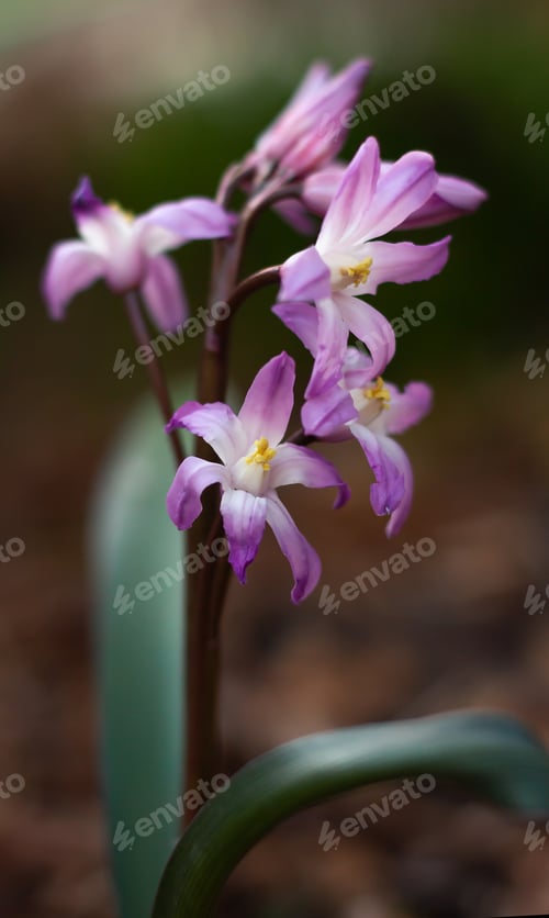 Preview: close up of a single flower of pale purple pastel chionodox on a natural background.