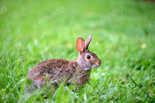 Preview: Grey small hare eating grass on summer field. Wild rabbit in nature