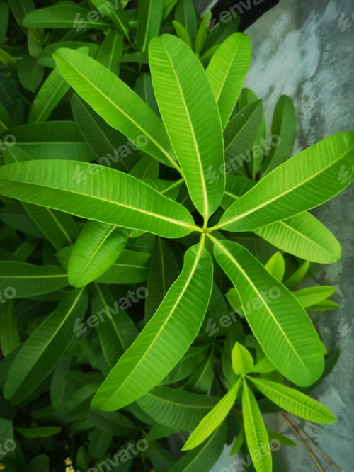 Preview: green leaves nature background