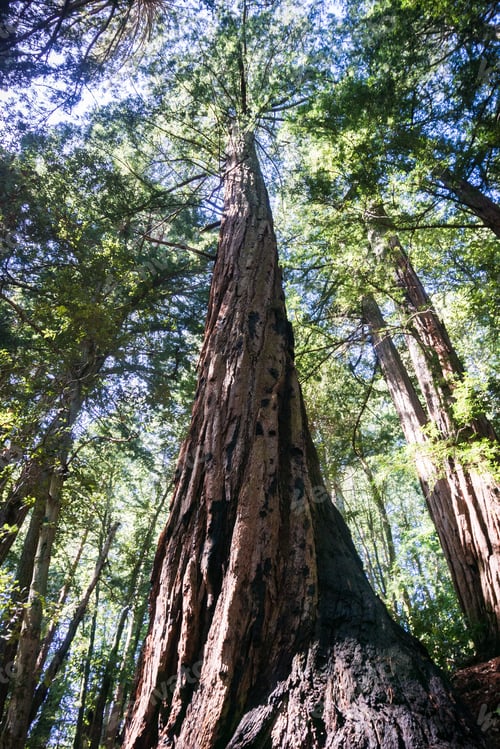 Preview: Redwood trees (Sequoia sempervirens) forest, San Francisco bay area, California