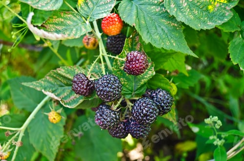 Preview: Bramble on the background leaves