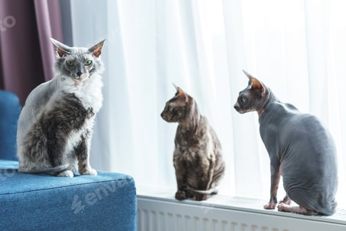 Preview: Cute and smart sphynx cats at home