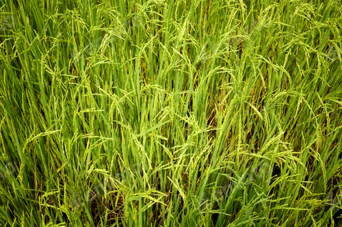 Preview: Paddy Rice Field , Soft Color Style For Background