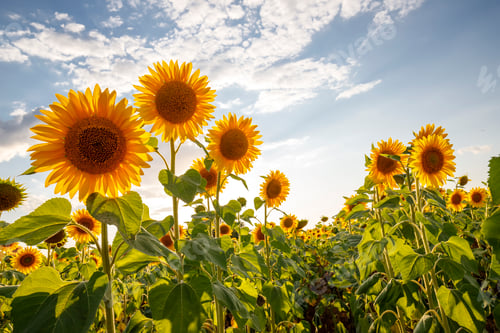 Preview: Sunflowers