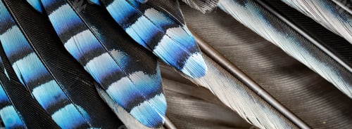 Preview: blue and black jay feathers. background or texture