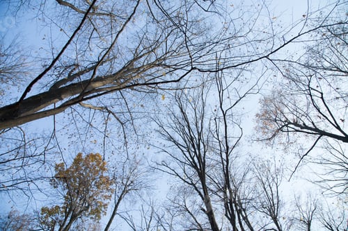 Preview: Branches on the blue sky