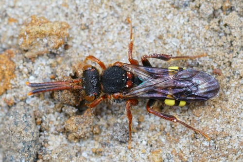 Preview: Closeup of the colorful Variable nomad cleptoparasite bee, Nomada zonata on the sandy soil