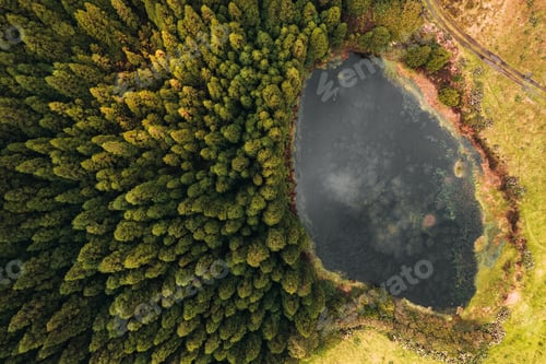Preview: Top down drone photo of trees in Sao Miguel, Azores, Portugal, Europe