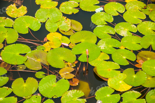 Preview: Pink lotus blossoms or water lily flowers blooming on pond