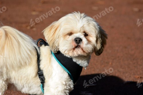 Preview: dog, bichon, puppy, dogs, hairy, pet