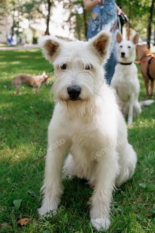 Preview: white dog in park on walk with its owner. walking and training of pets during daytime.