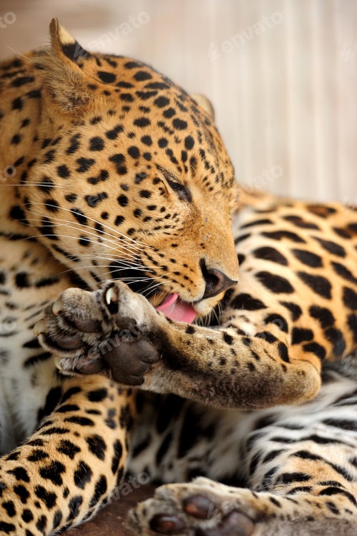 Preview: Leopard