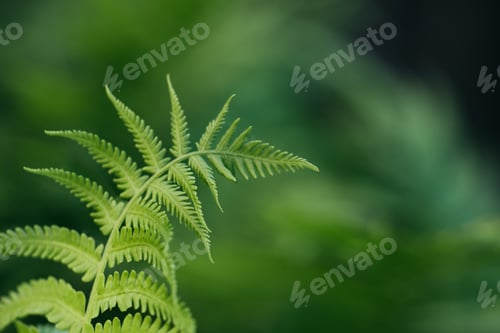 Preview: green fern leaves petals background. Vibrant green foliage.