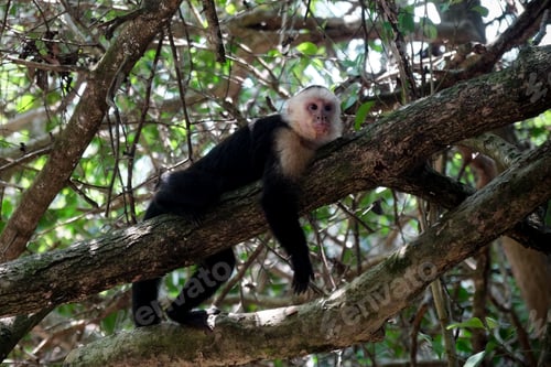 Preview: Capuchin monkey resting on a tree branch in its natural habitat