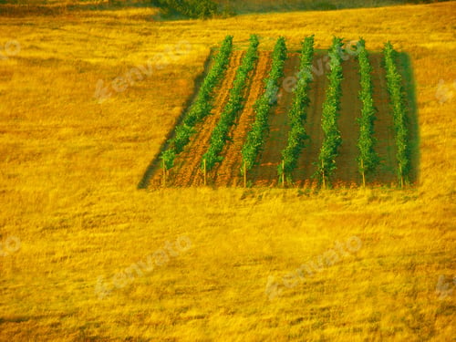 Preview: Vineyard Fields