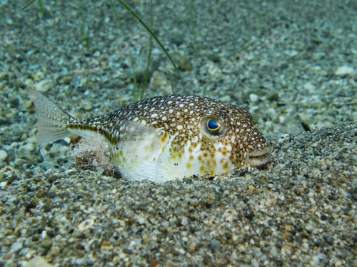 Preview: Inflated baby puffer fish buried in sand