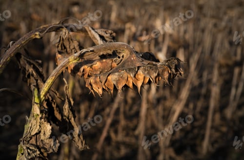 Preview: the head of a dry sunflower flower in the fall, it's harvest time