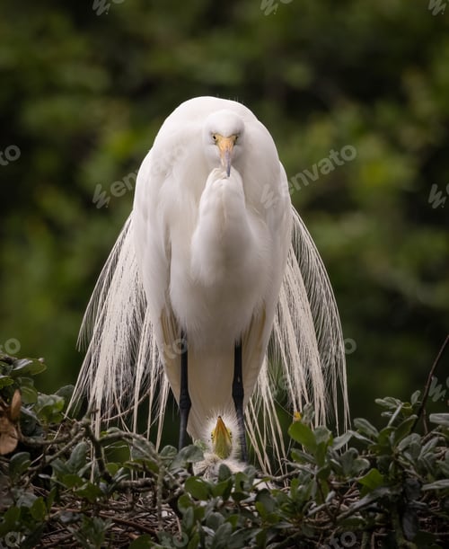 Preview: A Great Egret in Florida
