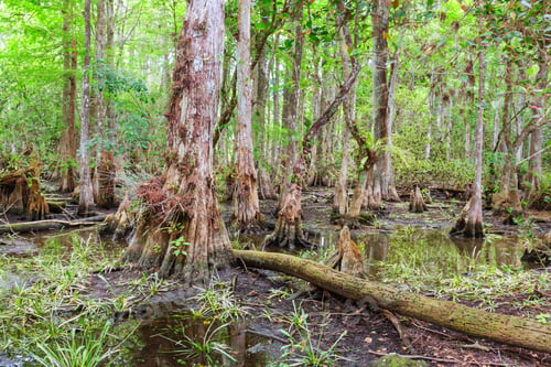 Preview: Everglades landscapes