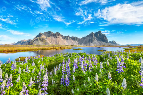 Preview: Impressive sunny day and lupine flowers on Stokksnes cape in Iceland.