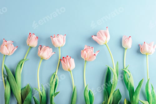 Preview: Pink tulips with green leaves arranged in a row on blue background Spring festive backround