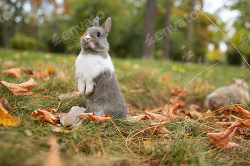 Preview: Little funny grey rabbit sitting in leaves in autumn. Cute decorative rabbit in autumn leaves. Anima