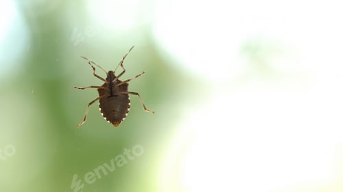 Preview: Stink bug crawling on glass surface. Green background with copy space.