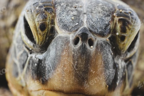 Preview: Closeup shot of a gigantic turtle head
