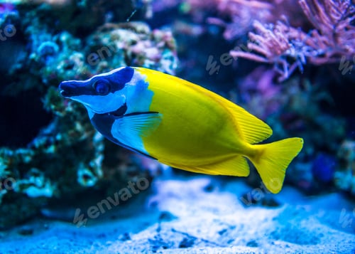 Preview: Colorful fish in aquarium