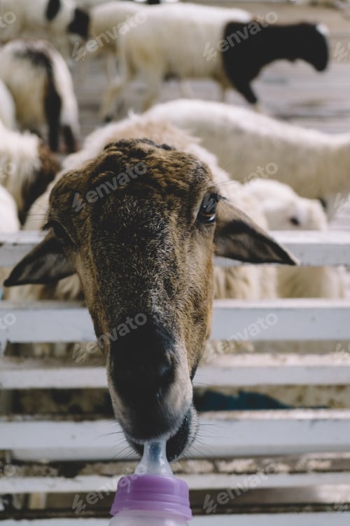 Preview: Little sheep having milk